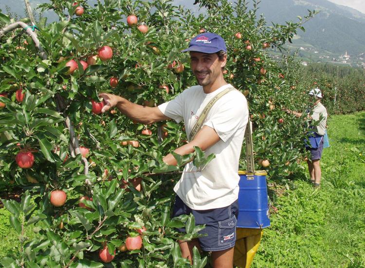 Apfelernte am Obstbauernhof Langeshof