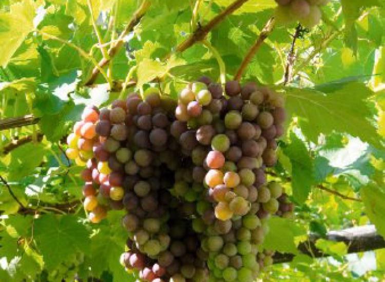 Apfelsaft vom Langeshof