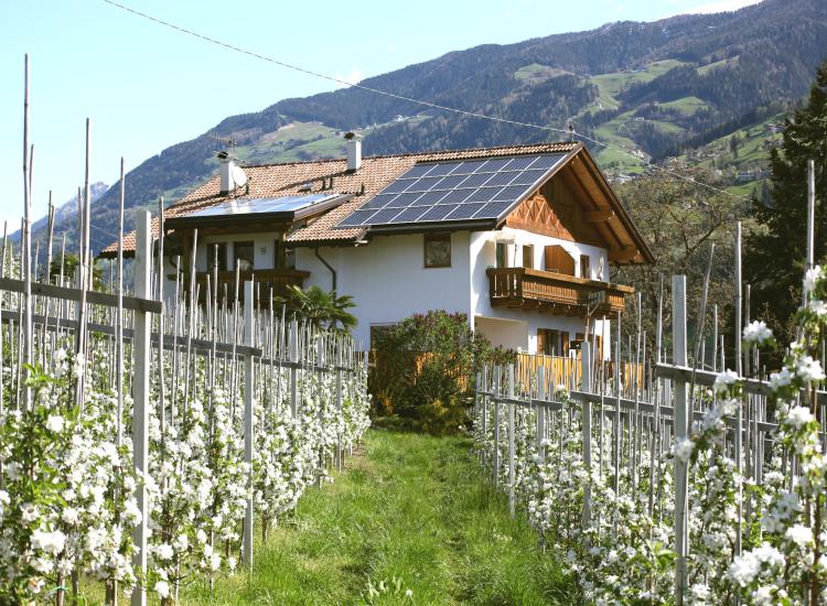 Blühende Obstwiesen am Langeshof