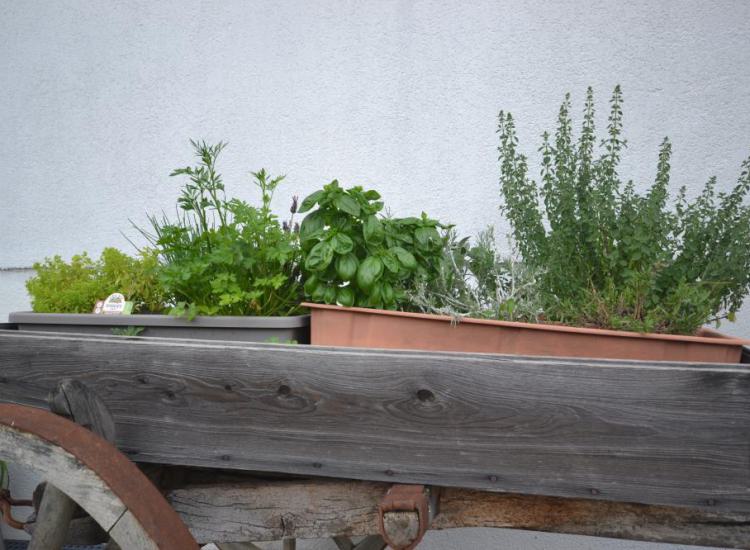 Il nostro carrello delle erbe aromatiche