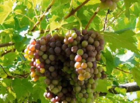 Apfelsaft vom Langeshof Apfelsaft vom Langeshof
