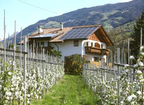 Blühende Obstwiesen am Langeshof Blühende Obstwiesen am Langeshof