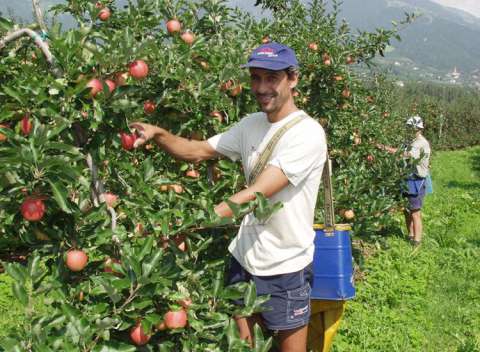 Raccolta delle mele al maso frutticolo Langeshof