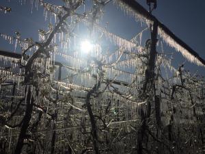 Frostberegnung zur Blütezeit