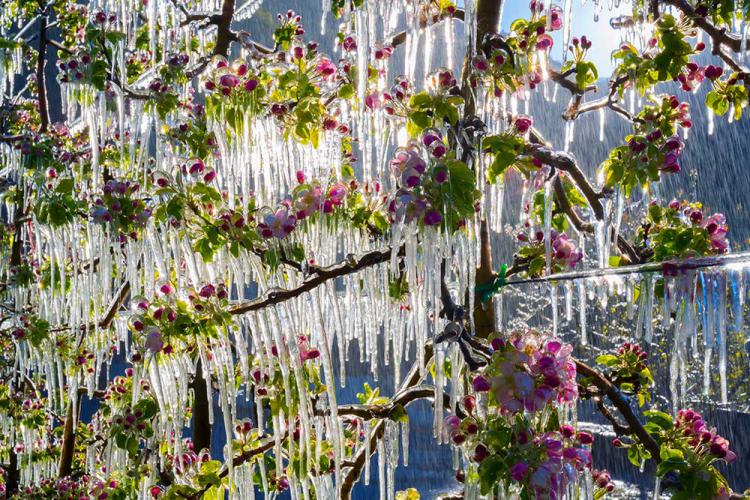 Frostberegnung zur Blütezeit Frostberegnung zur Blütezeit