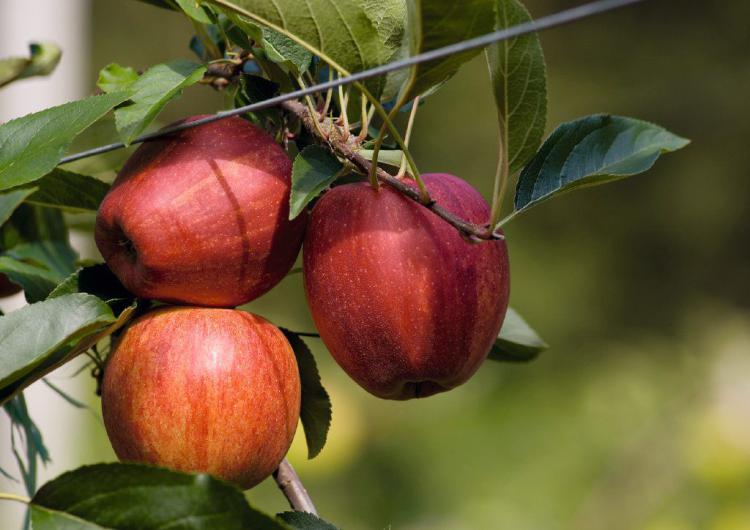Obstwiesen