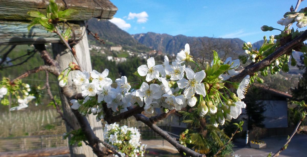 Urlaub auf dem Bauernhof in Kuens bei Meran