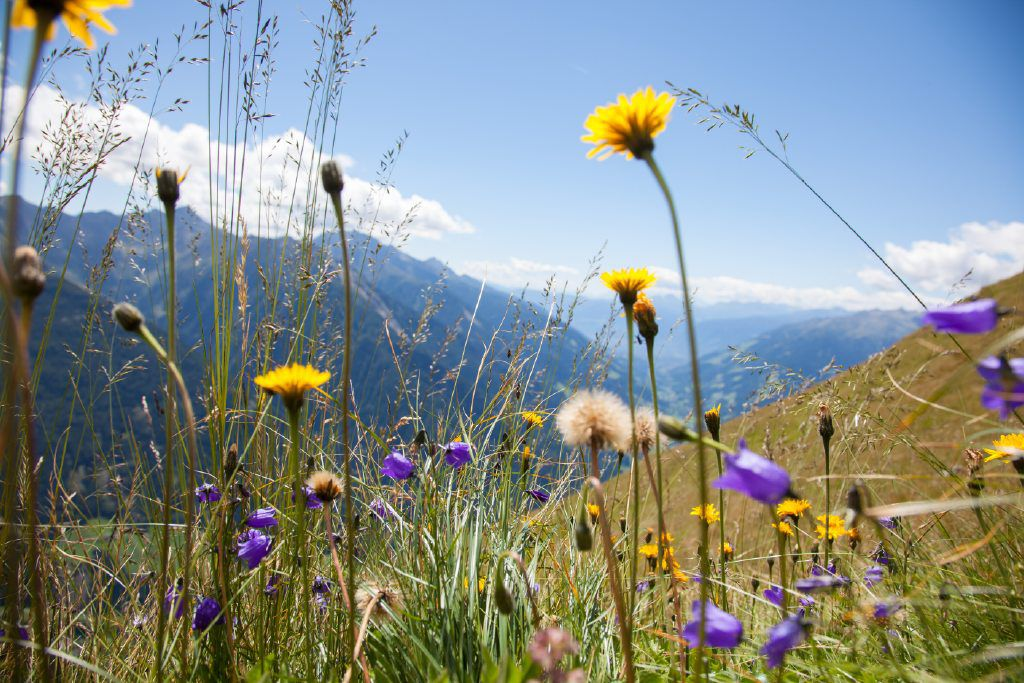 Blumenwiese
