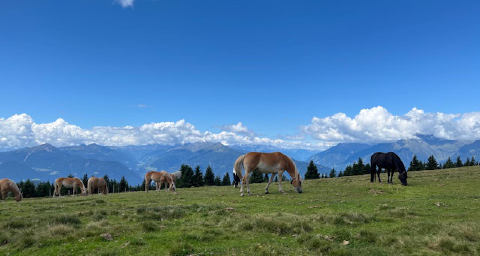 Meran 2000 