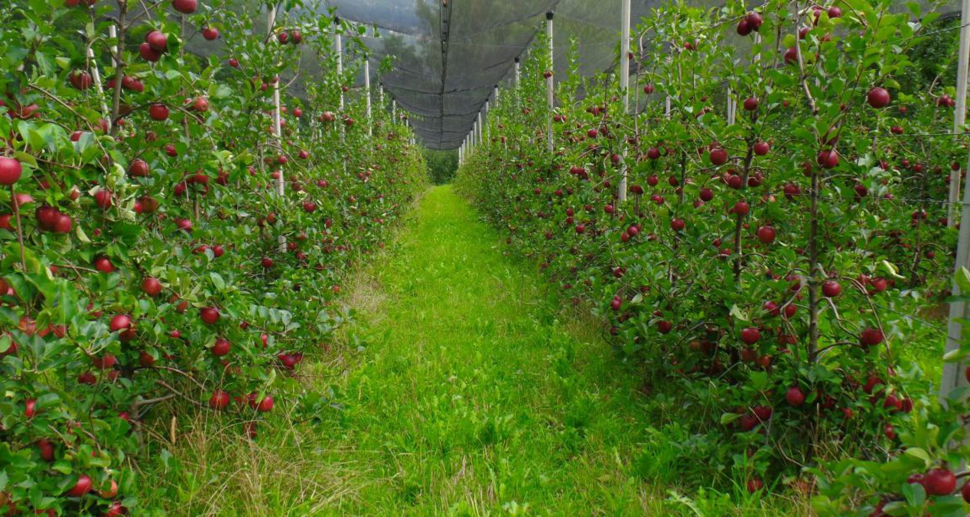 Melo nella fattoria a Cueno presso Merano