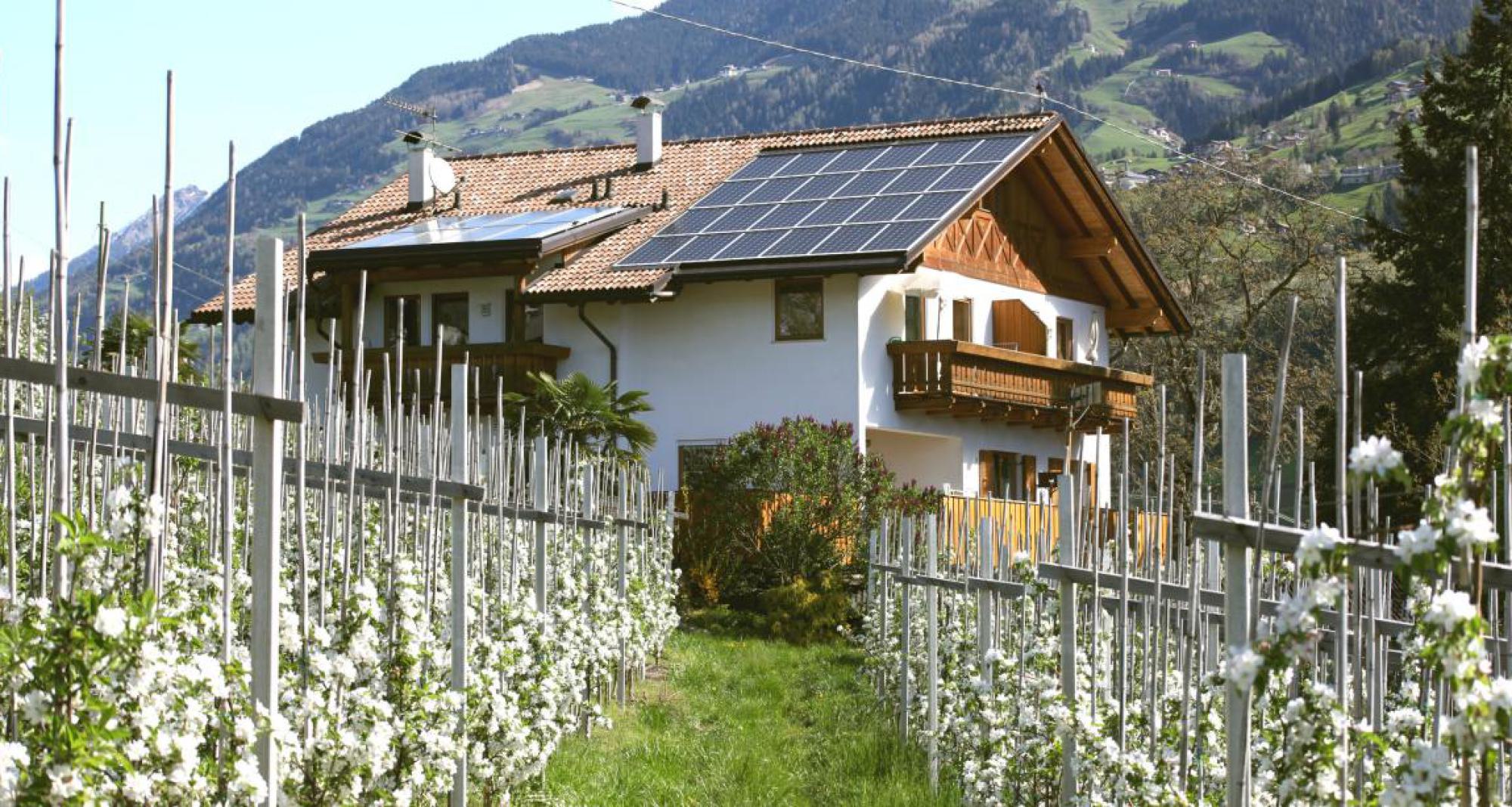 Apfelblühte am Langeshof in Kuens bei Meran