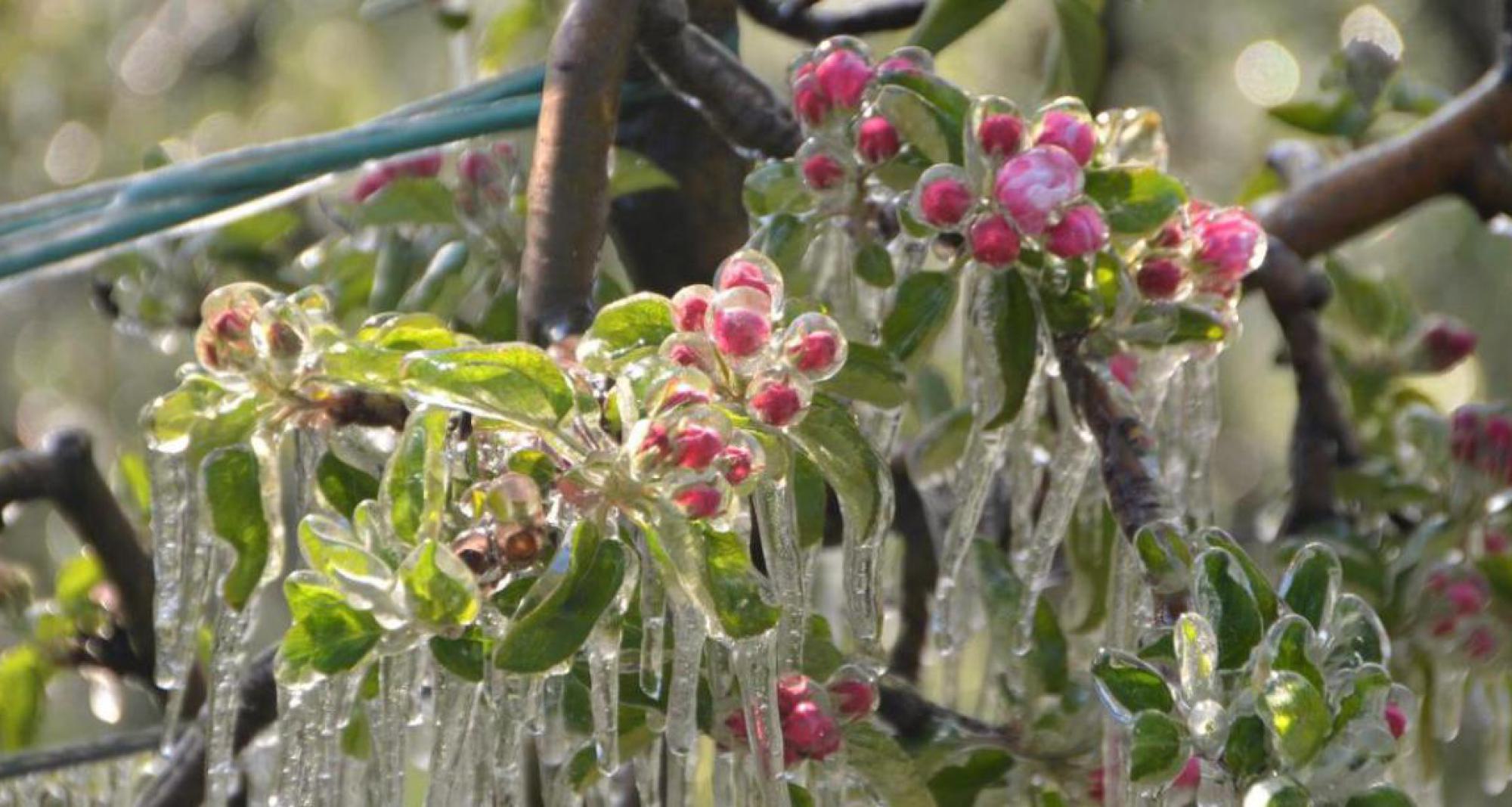 Fiori di melo con ghiaccioli &ndash; Irrigazione antigelo nei meleti dell'Alto Adige