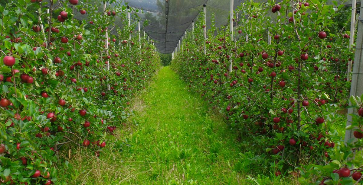 Agriturismo a Caines presso Merano